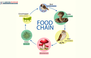Image Example for food chain