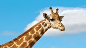 Image Example for giraffe
