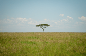 Image Example for grassland