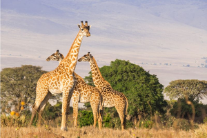 Image Example for nature reserve