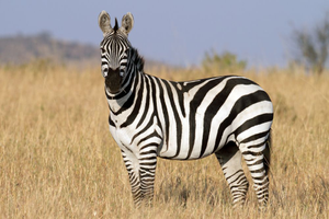 Image Example for zebra