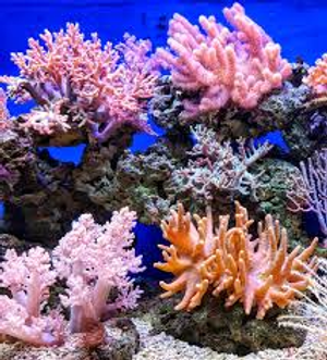 Image Example for coral reef