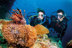 Image Example for coral watching