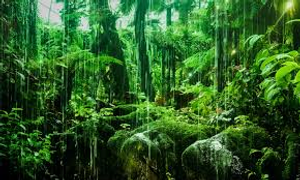 Image Example for rainforest