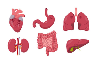 Image Example for organ