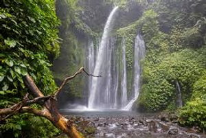 Image Example for rainforest