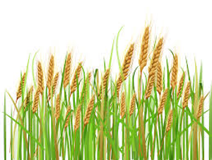 Image Example for crop