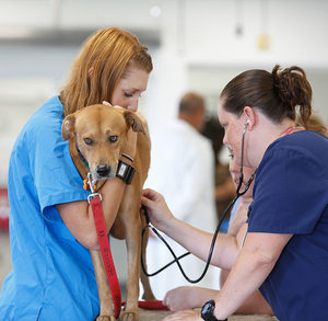 Image Example for veterinarian