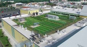 Image Example for rooftop farming