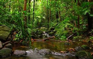 Image Example for rainforest