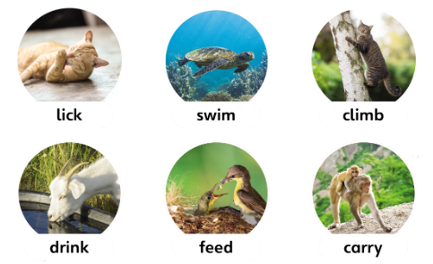 Tiếng Anh lớp 4 Unit 5 lesson 2 trang 81 Explore Our World 1 1