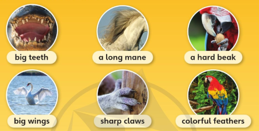 Tiếng Anh lớp 4 Unit 7 lesson 2 trang 113 Explore Our World 0 1