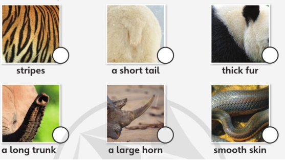 Tiếng Anh lớp 4 Unit 7 lesson 6 trang 117 Explore Our World 2 1