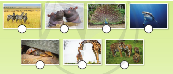 Tiếng Anh lớp 4 Unit 8 lesson 11 trang 136 Explore Our World 1 1