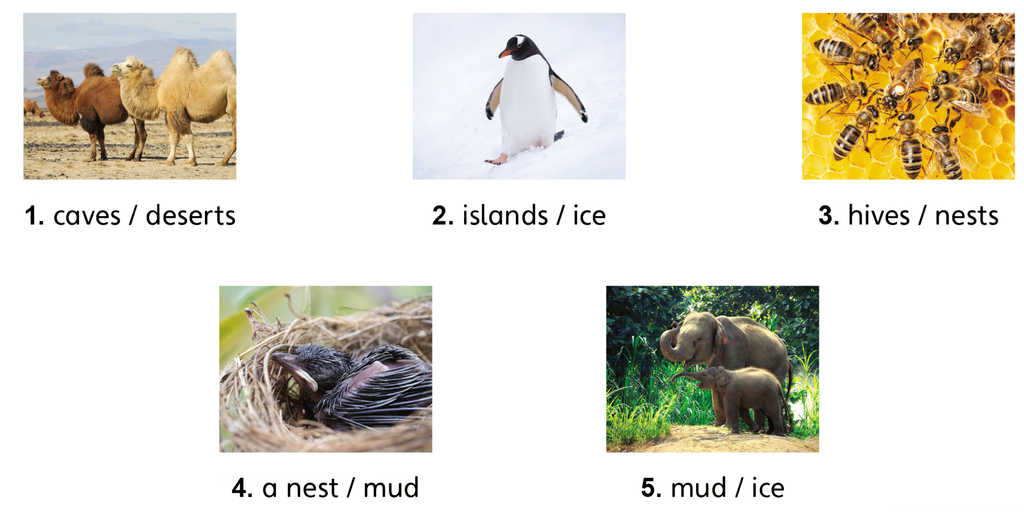 Tiếng anh lớp 5 Unit 1 lesson 1 trang 14 Explore Our World 2 1