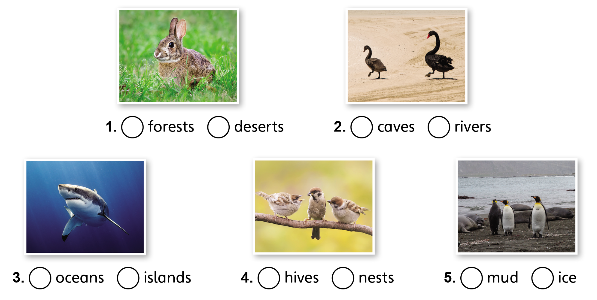 Tiếng anh lớp 5 Unit 1 lesson 3 trang 16 Explore Our World 2 1