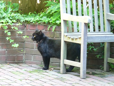 Trắc nghiệm Kĩ năng nghe Unit 2 Tiếng Anh 6 Global Success 0 11