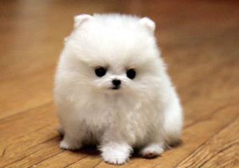 Trắc nghiệm Ngữ pháp Đại từ chủ ngữ Tiếng Anh 6 English Discovery 0 2