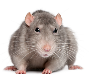 Trắc nghiệm Từ vựng Động vật Tiếng Anh 6 Right on! 0 23