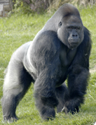 Trắc nghiệm Từ vựng Động vật Tiếng Anh 6 Right on! 0 24