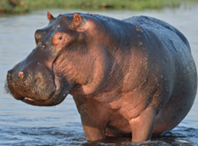 Trắc nghiệm Unit 1 Từ vựng Tiếng Anh 4 iLearn Smart Start 0 2