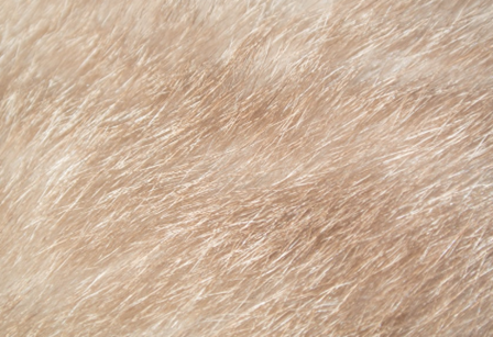 Trắc nghiệm Unit 1 Từ vựng Tiếng Anh 4 iLearn Smart Start 0 15