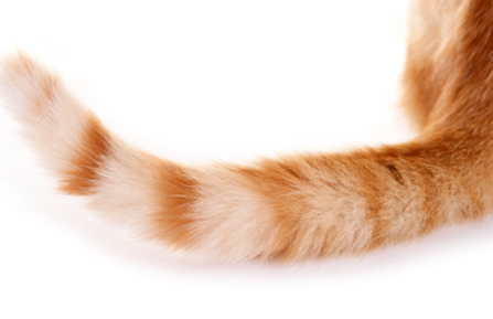 Trắc nghiệm Unit 1 Từ vựng Tiếng Anh 4 iLearn Smart Start 0 17