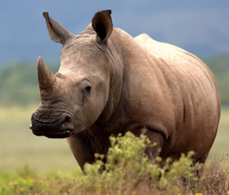 Trắc nghiệm Unit 1 Từ vựng Tiếng Anh 4 iLearn Smart Start 0 9