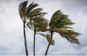 Trắc nghiệm Unit 16: Từ vựng và Ngữ âm Tiếng Anh 4 Global Success 0 4