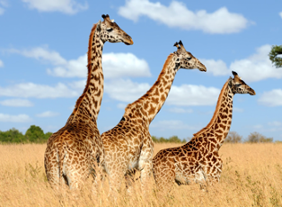 Trắc nghiệm Unit 19: Ngữ pháp Tiếng Anh 4 Global Success 0 1