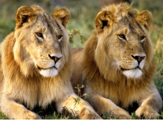 Trắc nghiệm Unit 19: Ngữ pháp Tiếng Anh 4 Global Success 0 6