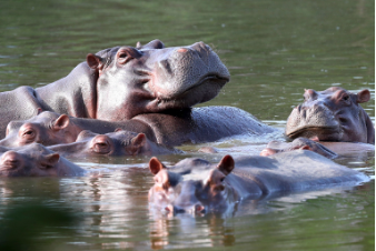 Trắc nghiệm Unit 19: Ngữ pháp Tiếng Anh 4 Global Success 0 8