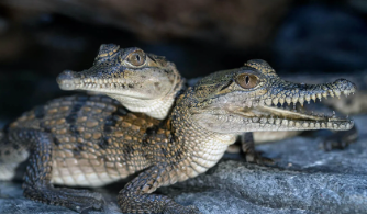 Trắc nghiệm Unit 19: Từ vựng và Ngữ âm Tiếng Anh 4 Global Success 0 7