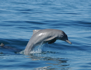 Image Example for dolphin