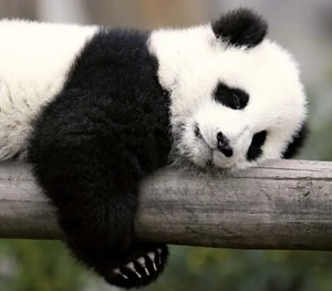 Image Example for panda