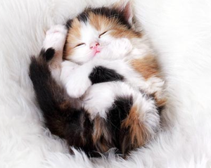 Image Example for lovely