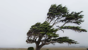 Image Example for windy