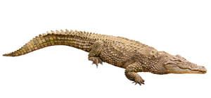 Image Example for crocodiles