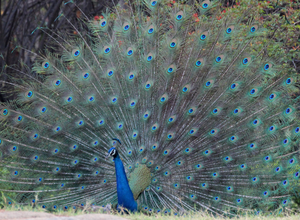 Image Example for dance beautifully