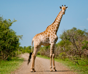 Image Example for giraffes