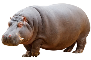 Image Example for hippos