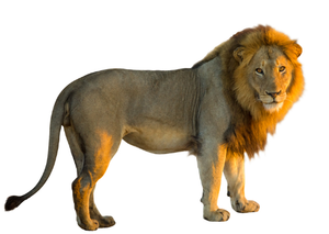 Image Example for lions