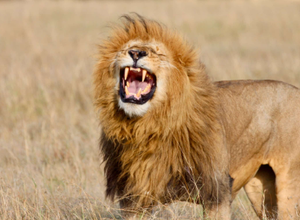 Image Example for roar loudly