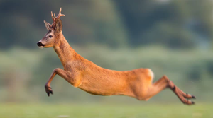 Image Example for run quickly