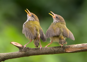 Image Example for sing merrily