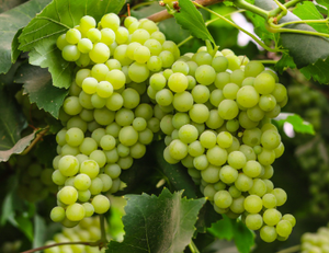 Image Example for grapes