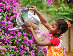Image Example for water the flowers