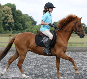 Image Example for ride a horse