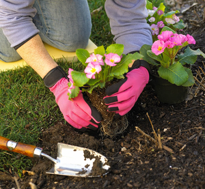 Image Example for grow flowers