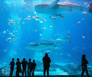 Image Example for aquarium